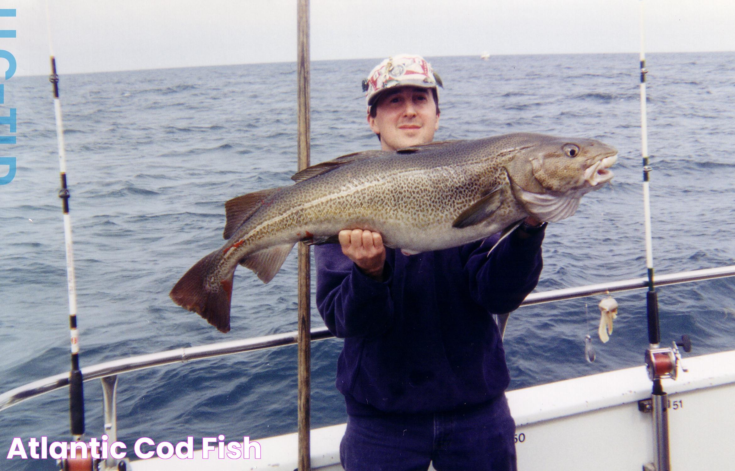 Atlantic Cod Fish