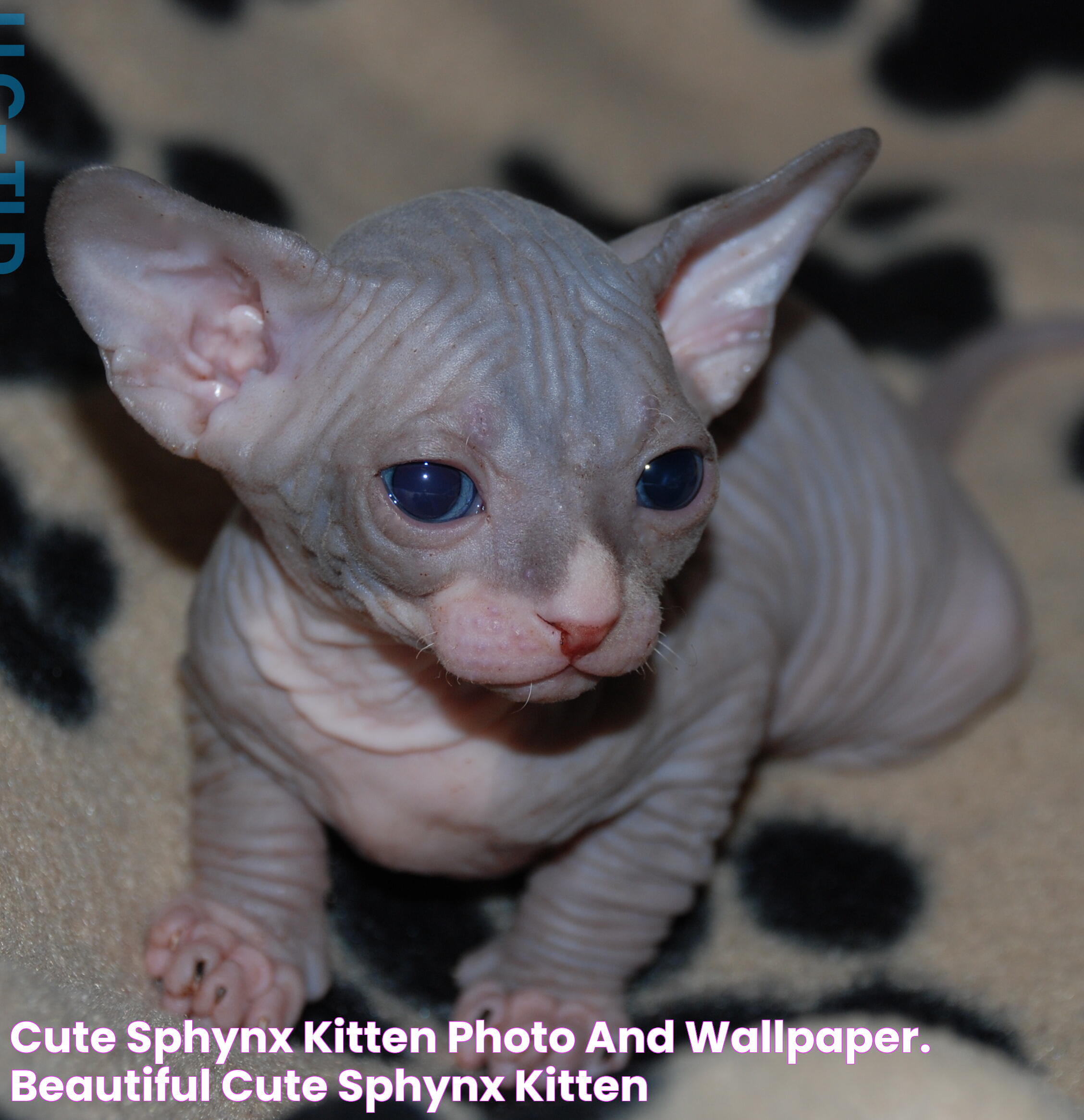 Cute Sphynx kitten photo and wallpaper. Beautiful Cute Sphynx kitten