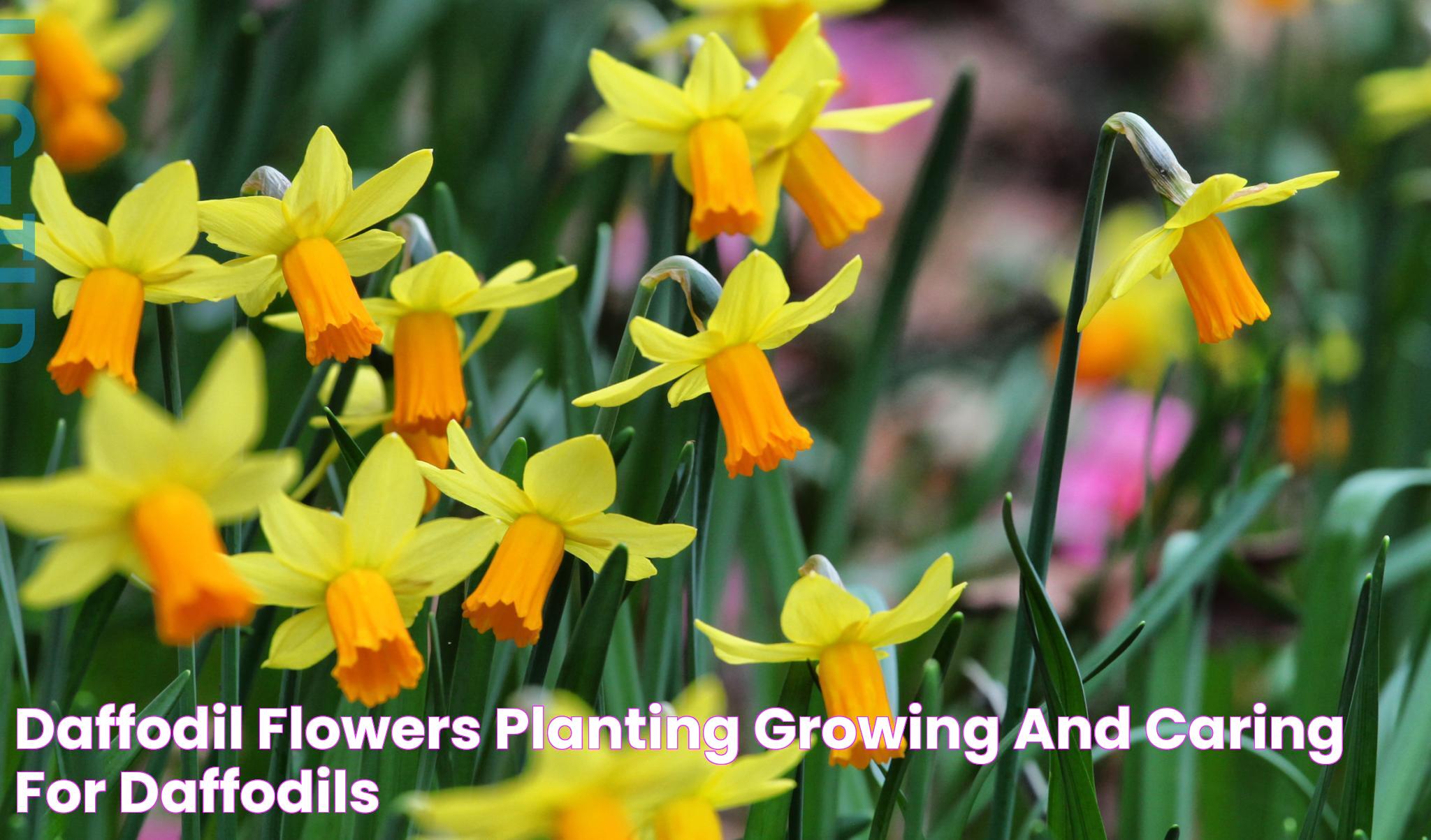 Daffodil Flowers Planting, Growing, and Caring for Daffodils