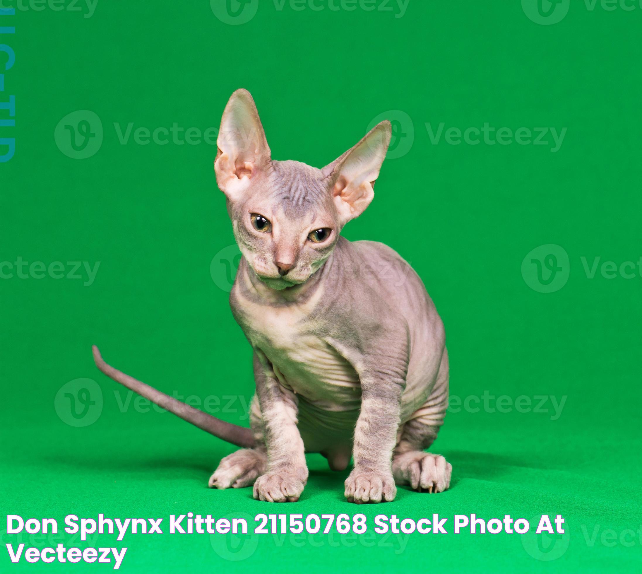 Don sphynx kitten 21150768 Stock Photo at Vecteezy