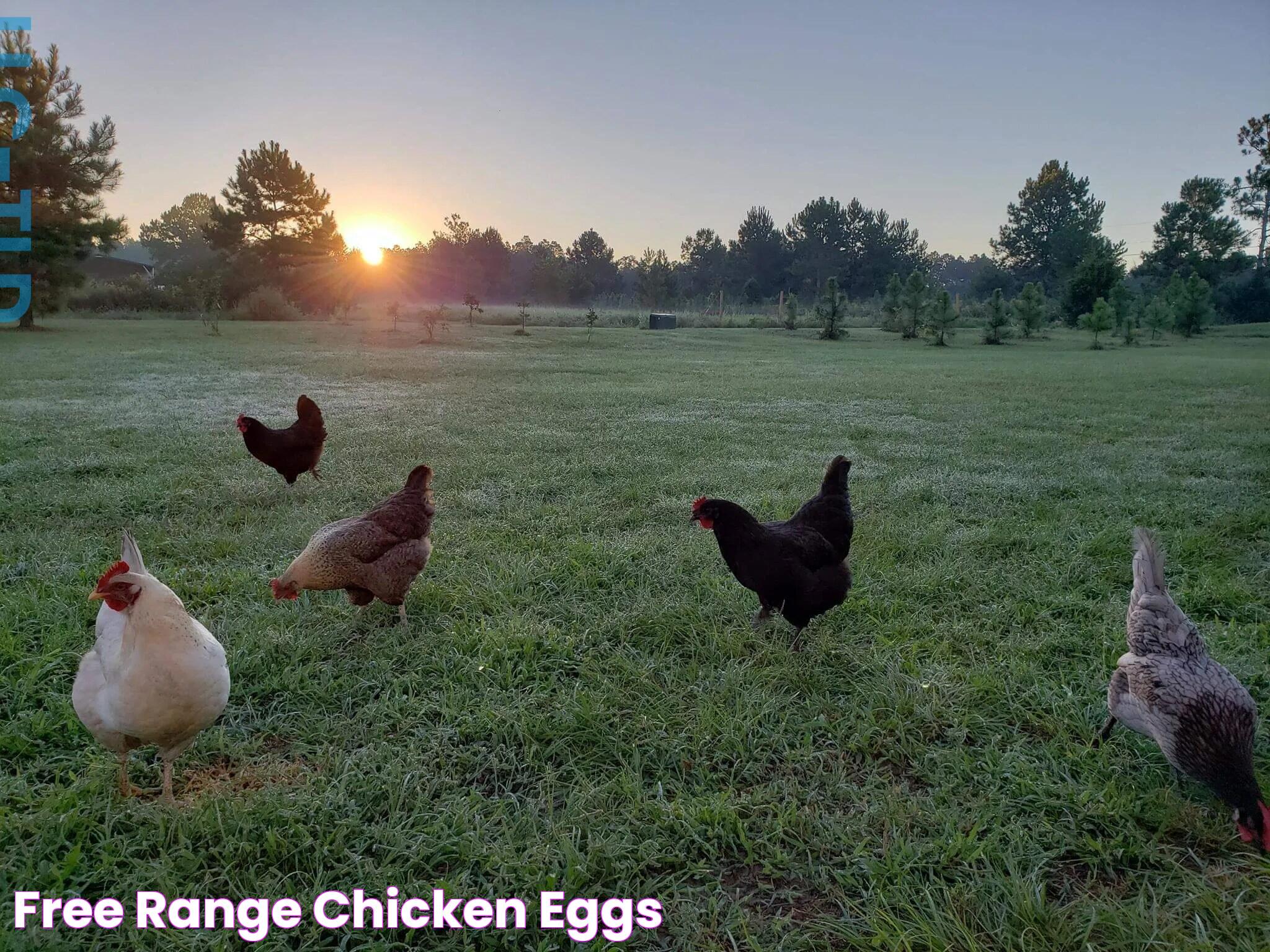 Free Range Chicken Eggs