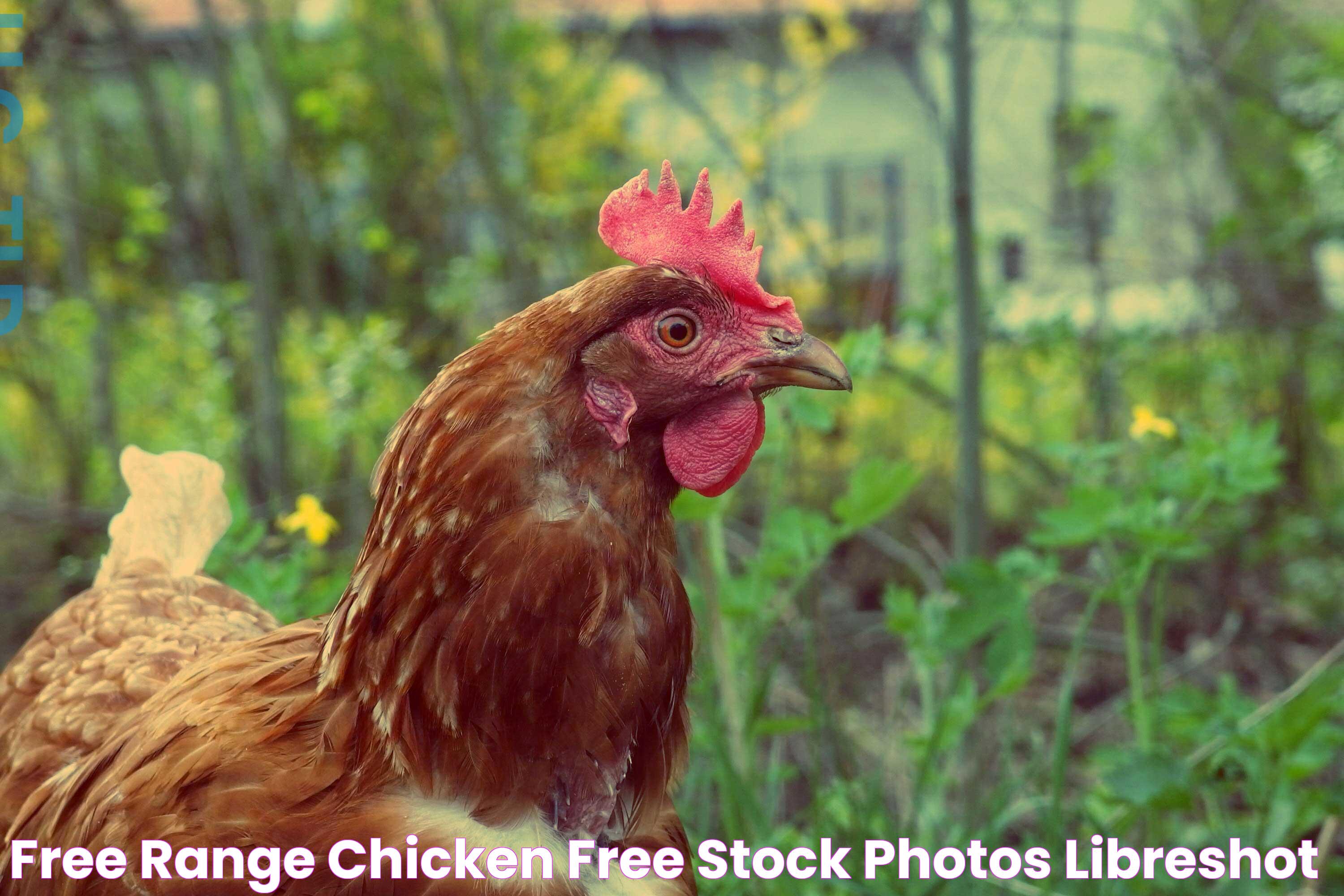 Free Range Chicken Free Stock Photos LibreShot