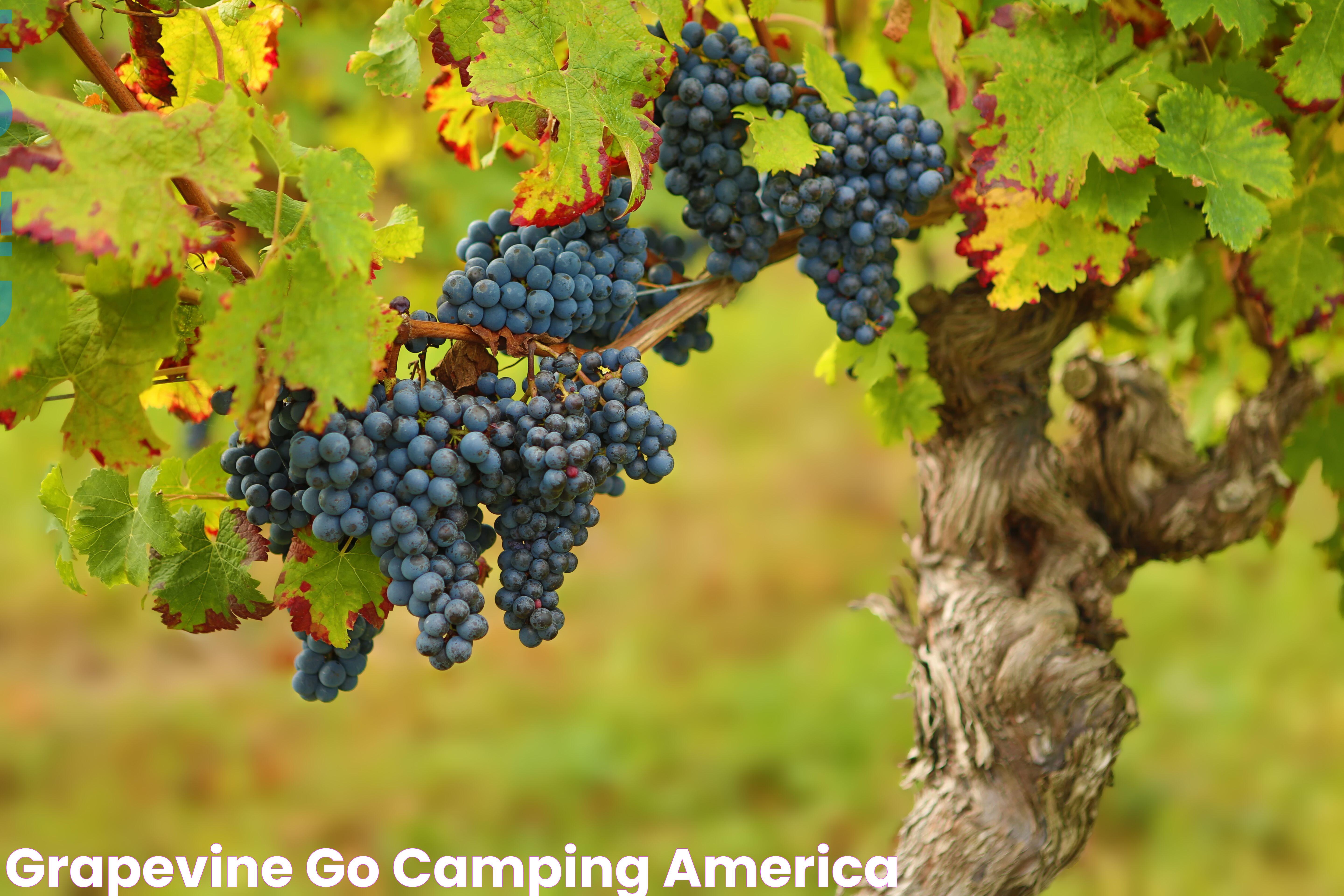 Grapevine Go Camping America