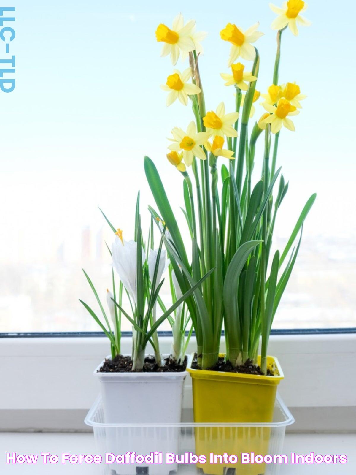 How To Force Daffodil Bulbs Into Bloom Indoors