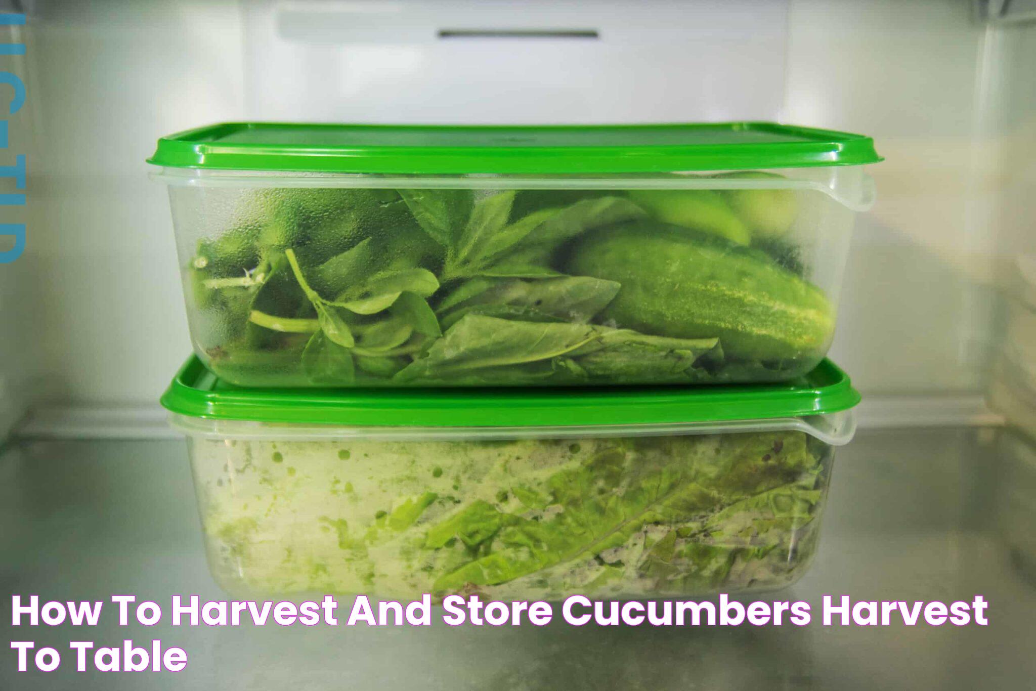 How to Harvest and Store Cucumbers Harvest to Table