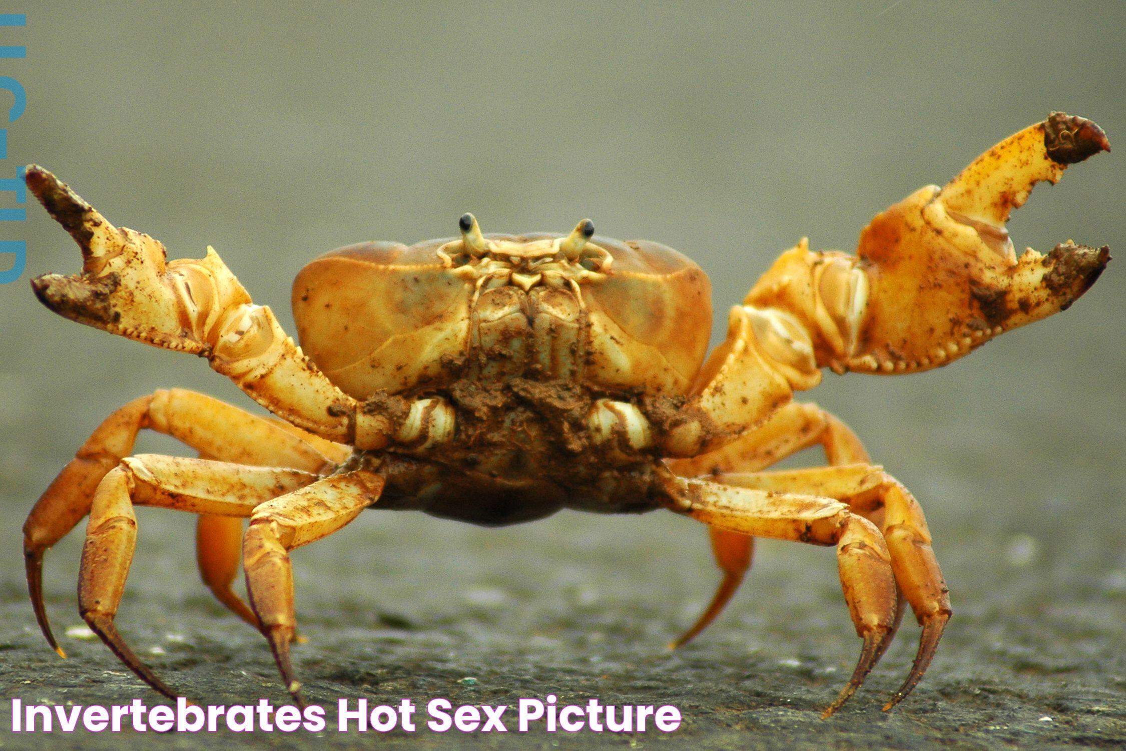 Invertebrates Hot Sex Picture