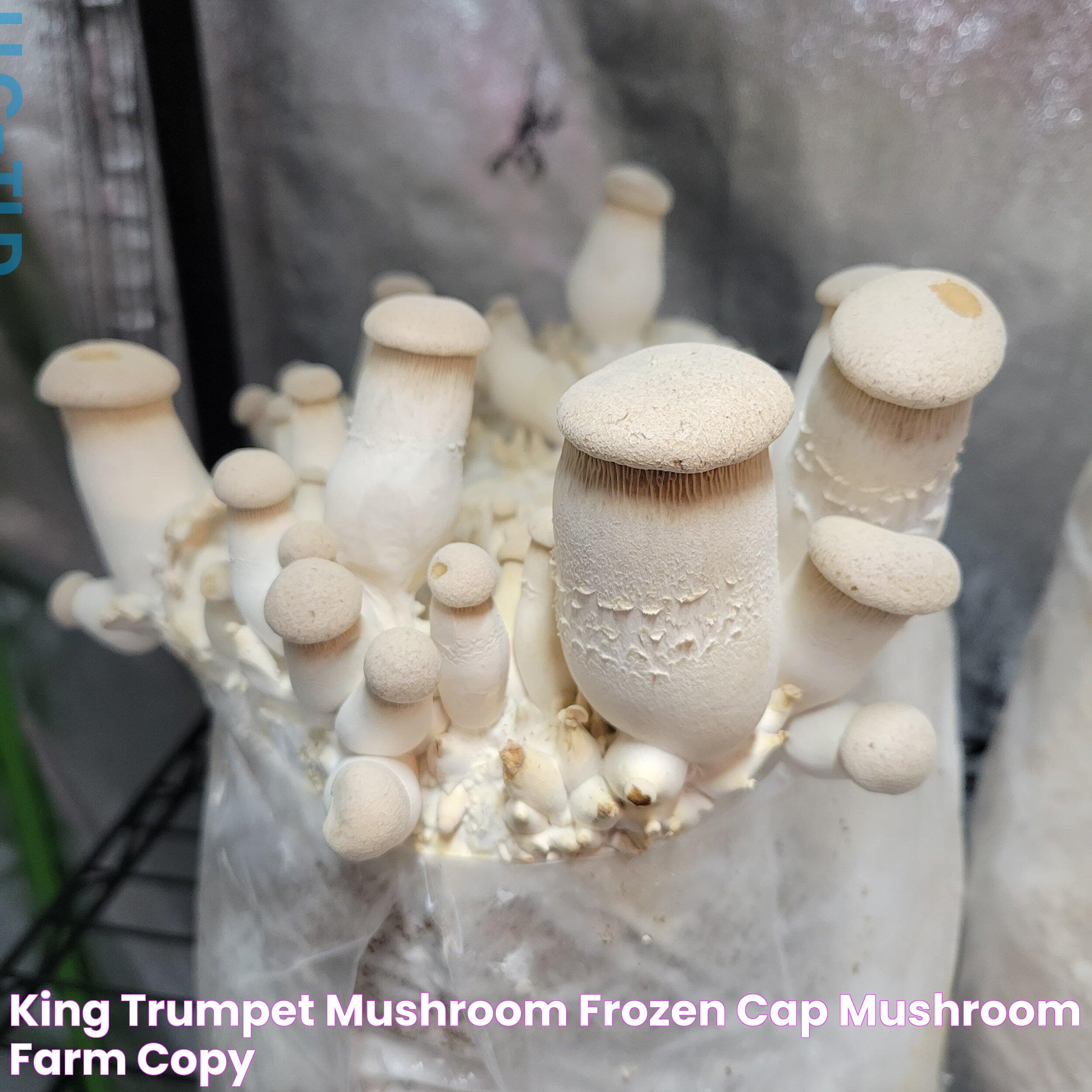 King Trumpet Mushroom — Frozen Cap Mushroom Farm (Copy)