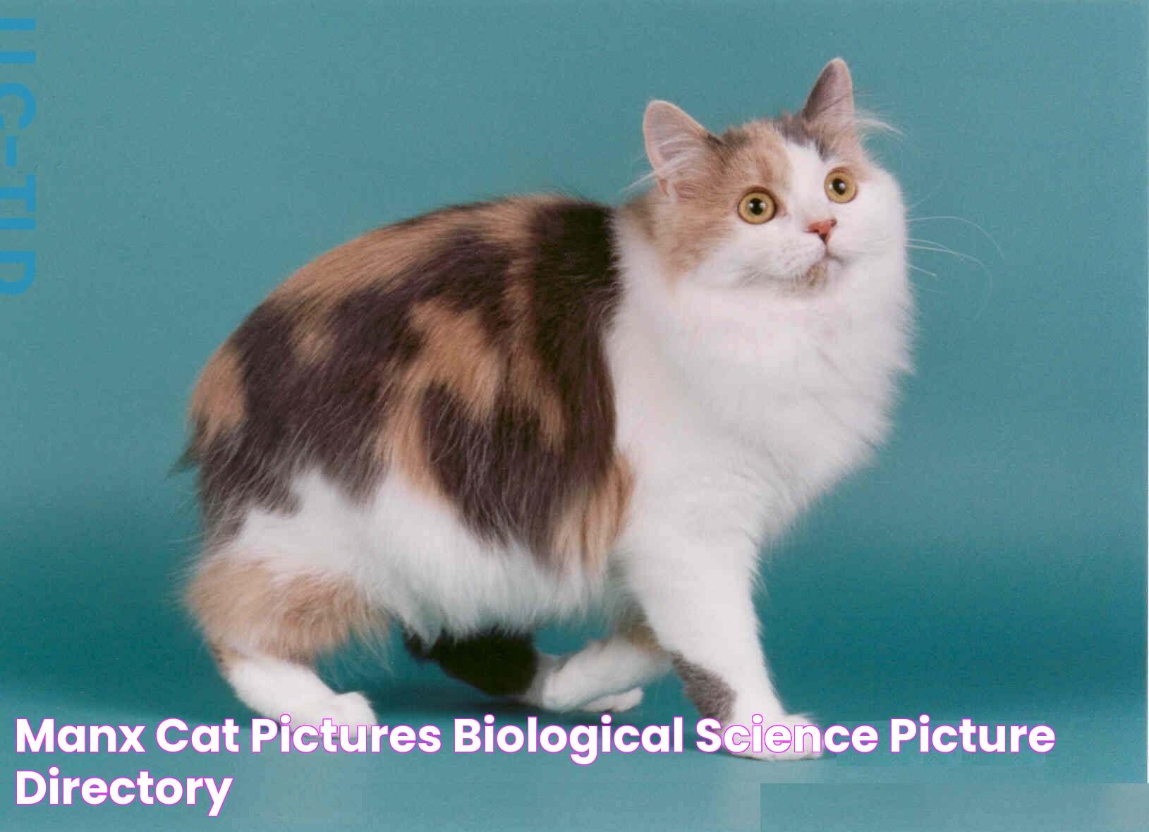 Manx Cat Pictures Biological Science Picture Directory