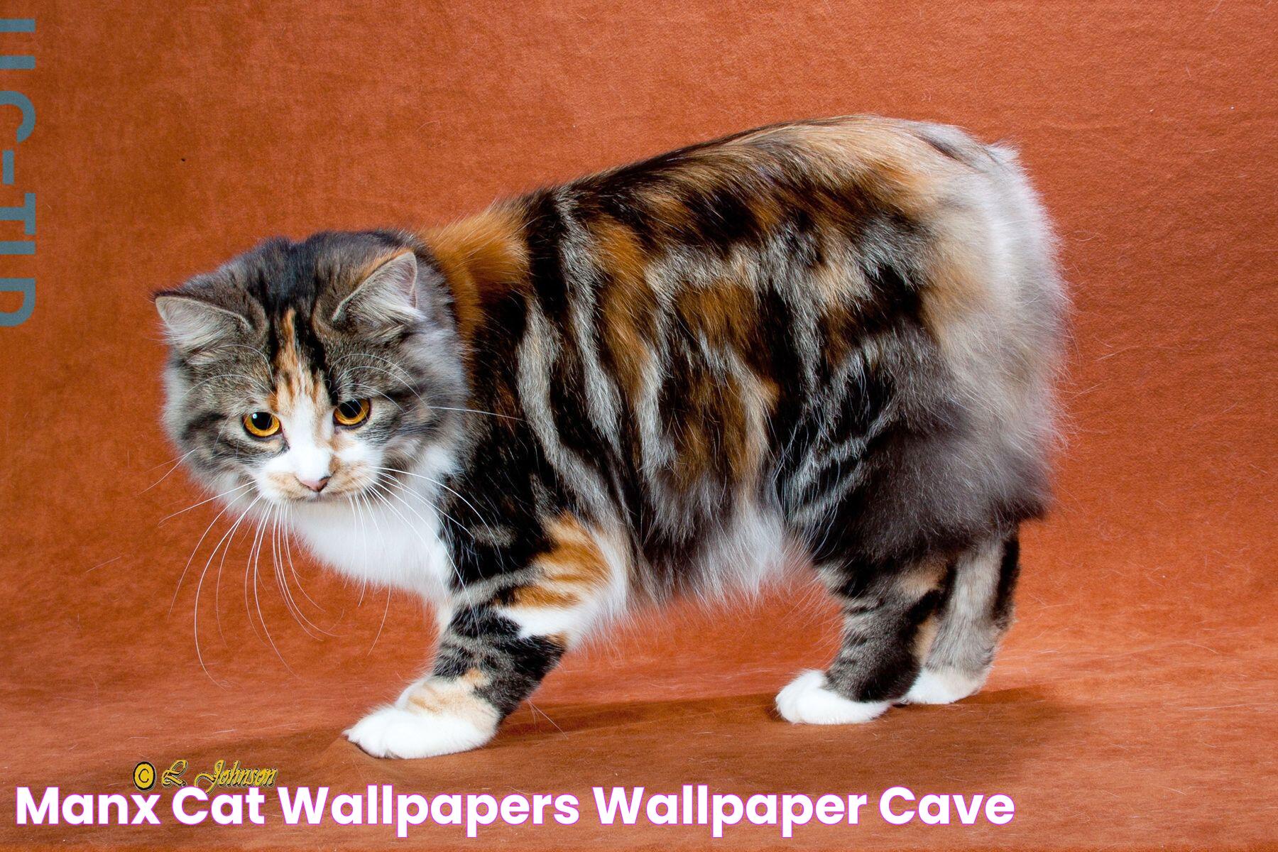 Manx Cat Wallpapers Wallpaper Cave