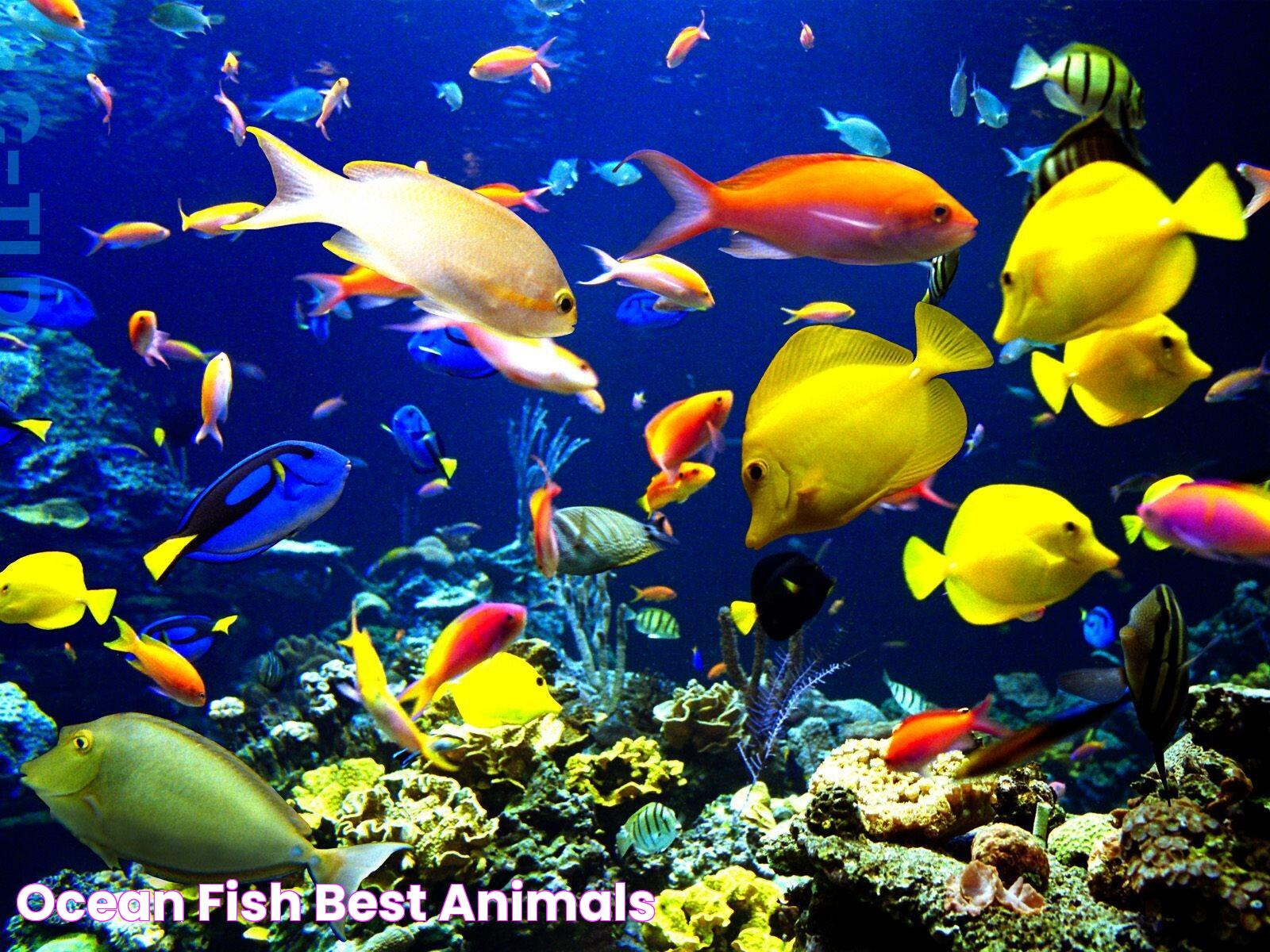 Ocean Fish Best Animals