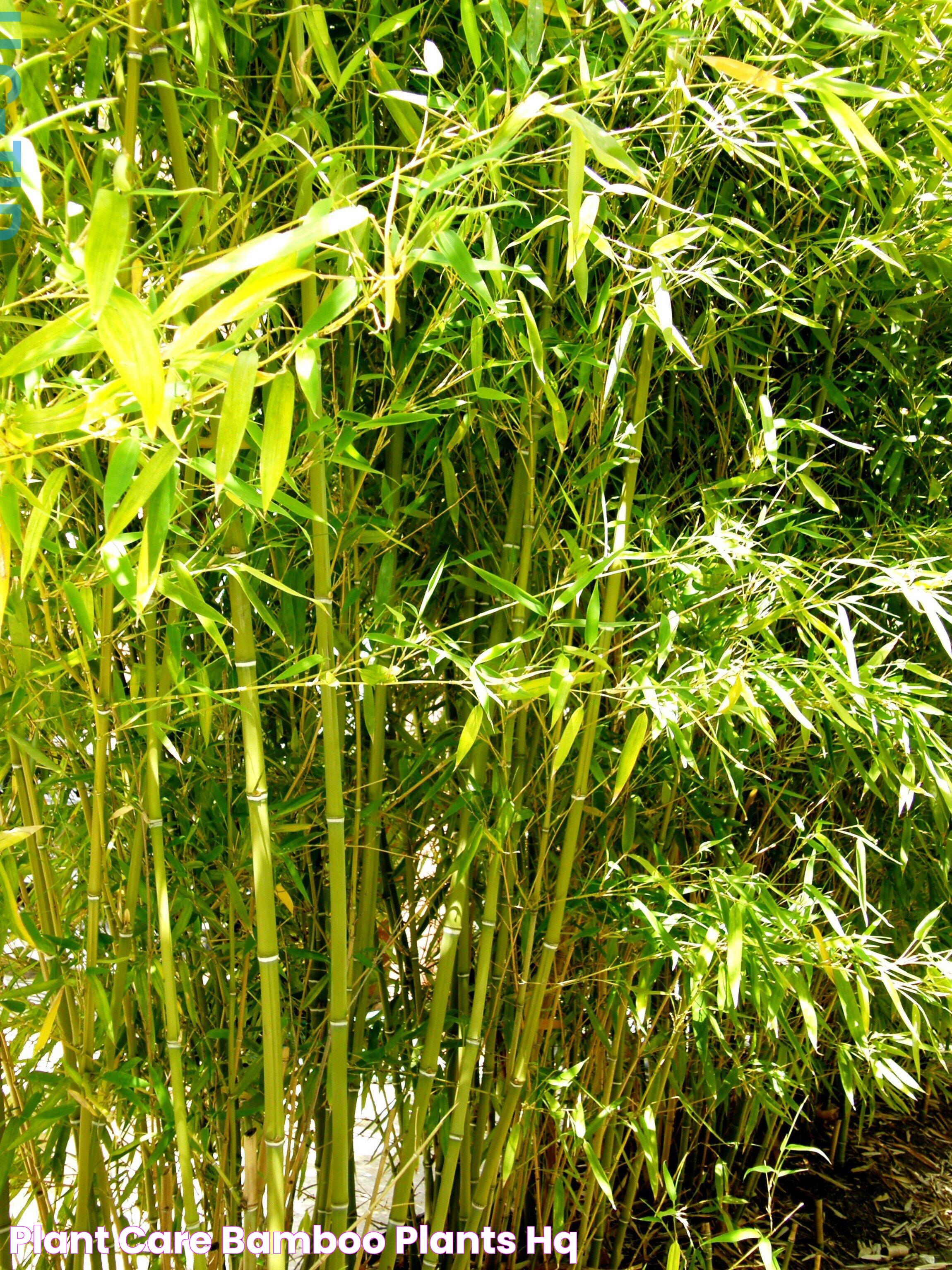 Plant Care Bamboo Plants HQ