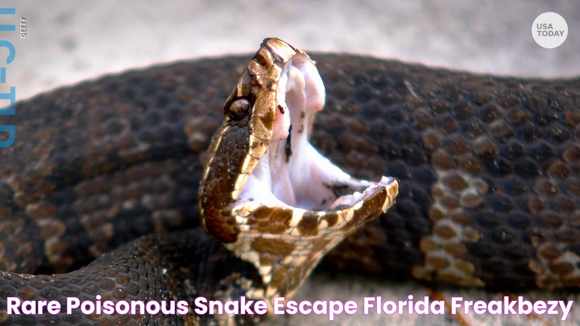 Rare poisonous snake escape florida freakbezy