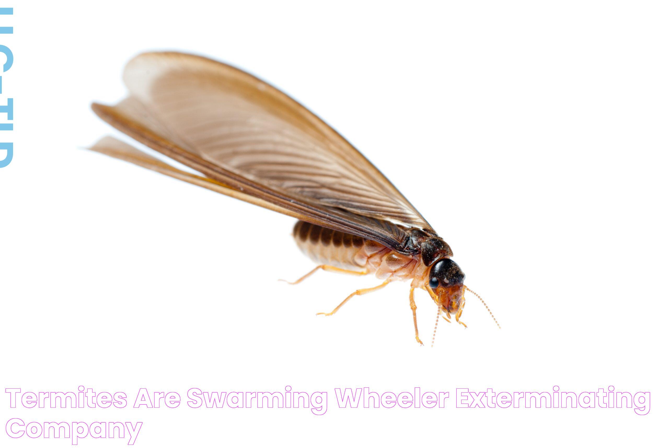 Termites are Swarming Wheeler Exterminating Company