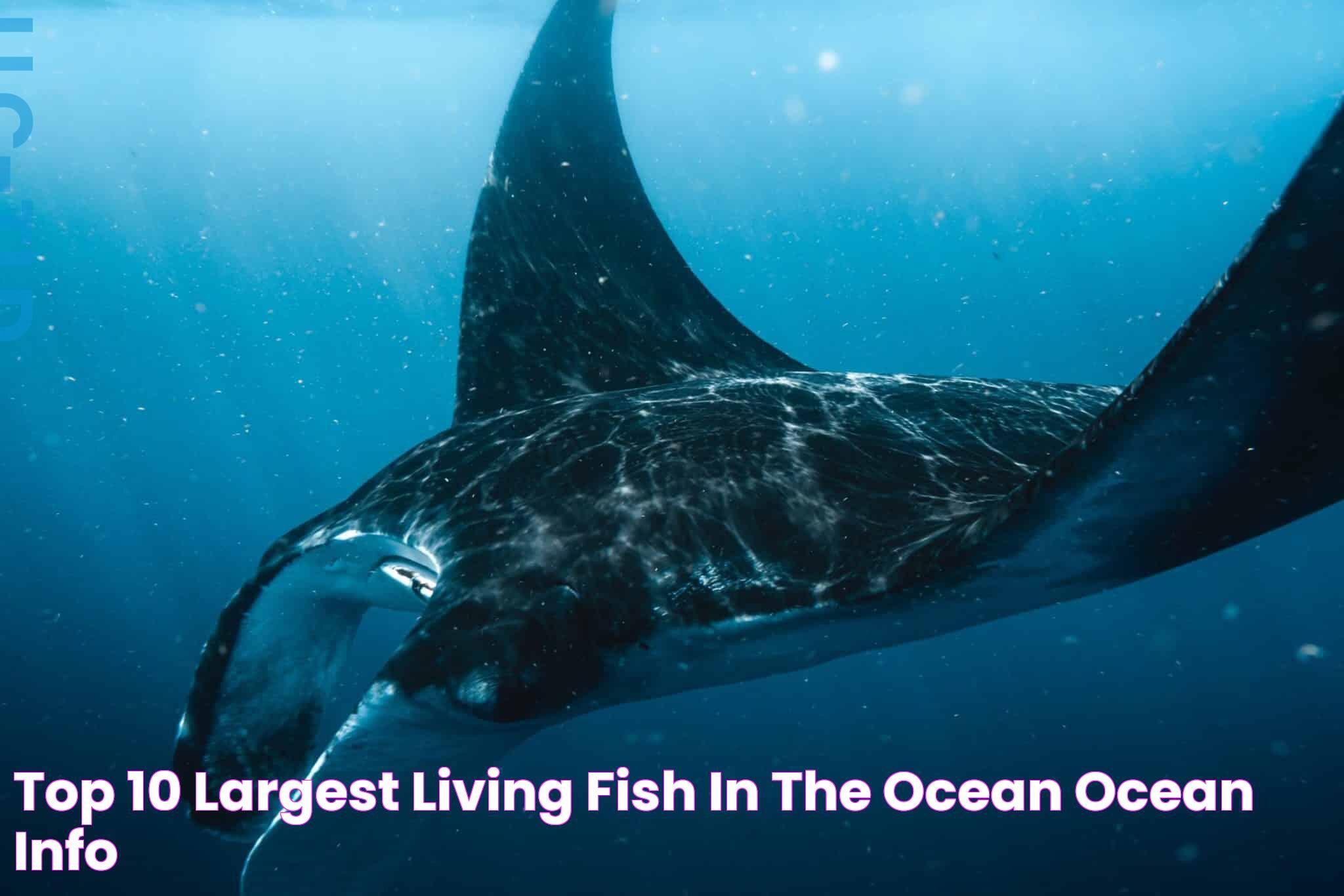 Top 10 Largest Living Fish in the Ocean 🐟 Ocean Info