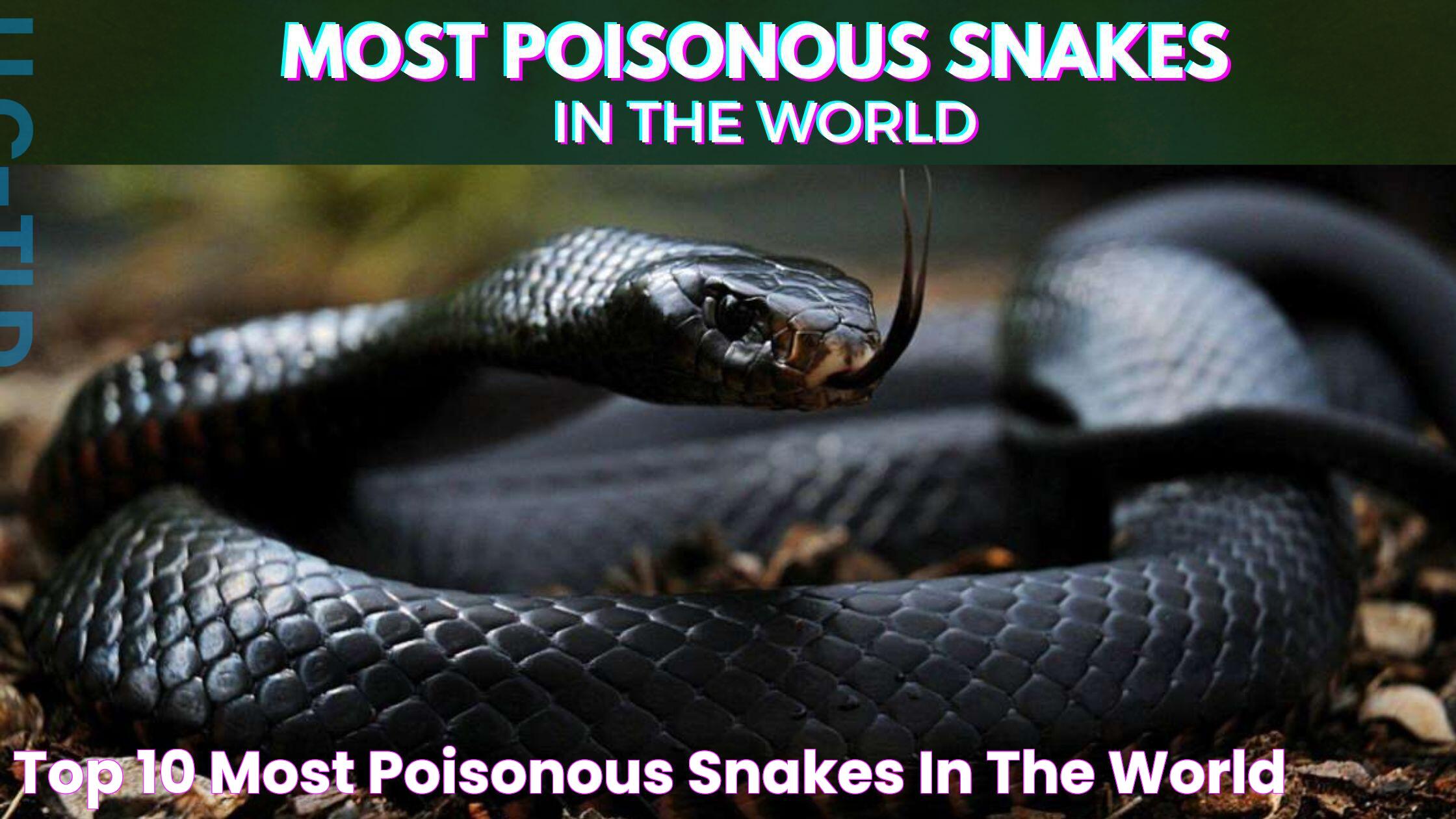 Top 10 Most Poisonous Snakes In The World