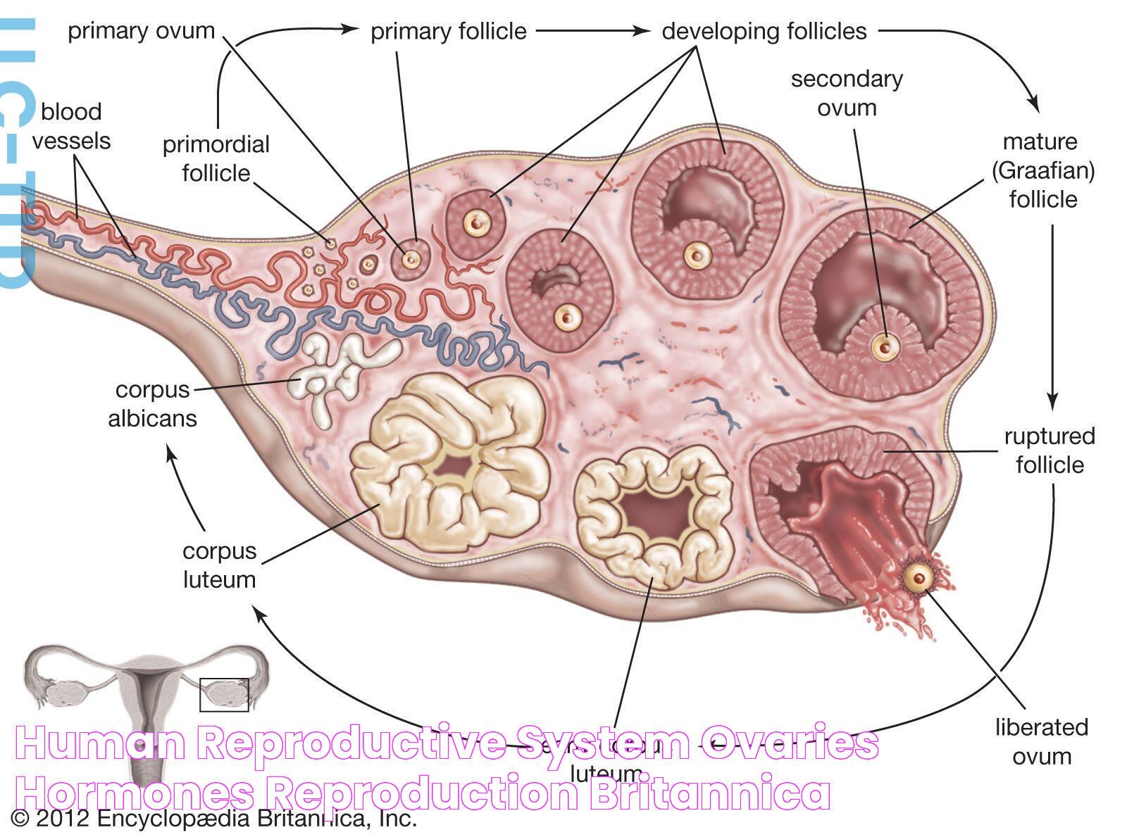 Human reproductive system Ovaries, Hormones, Reproduction Britannica