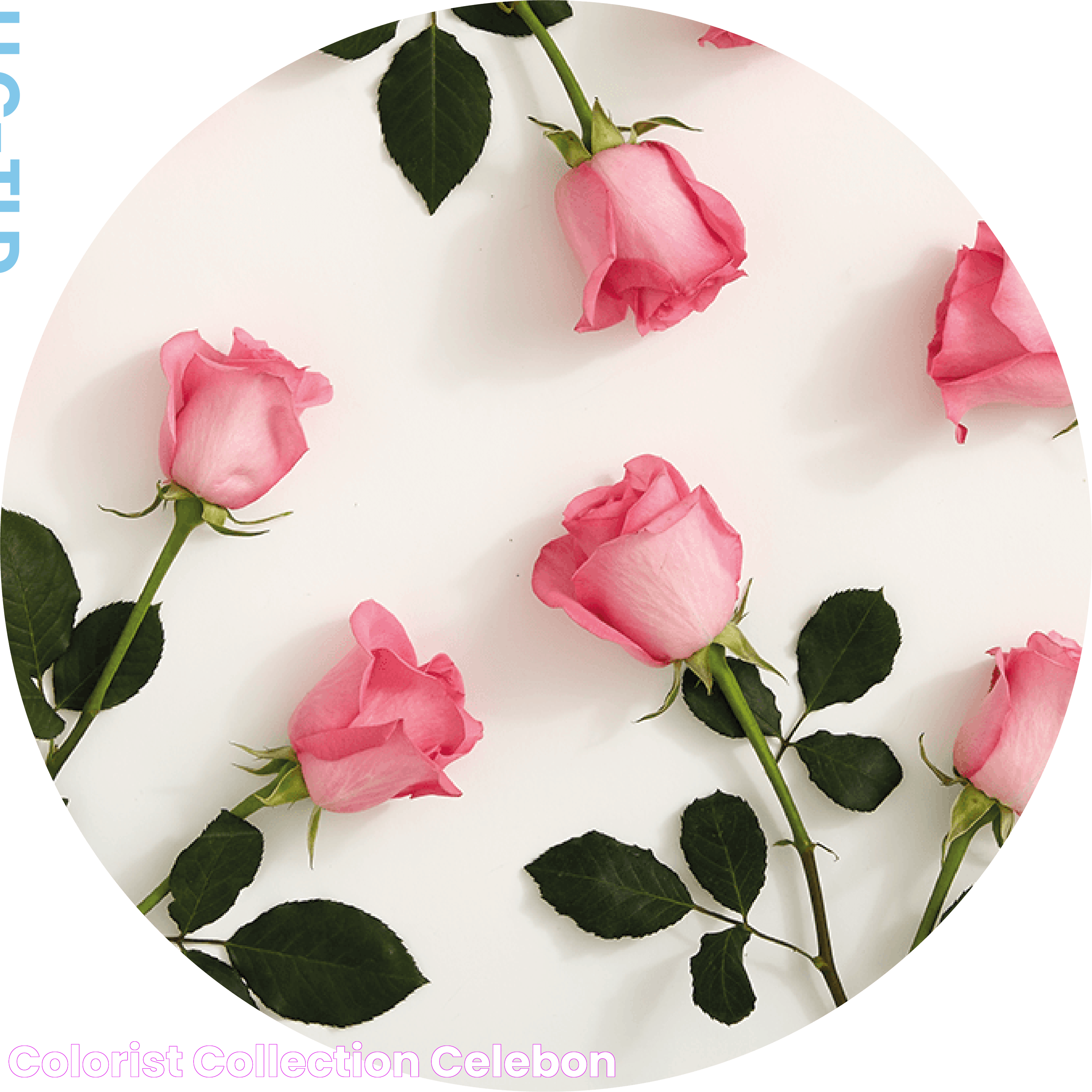 colorist_collection CELEBON