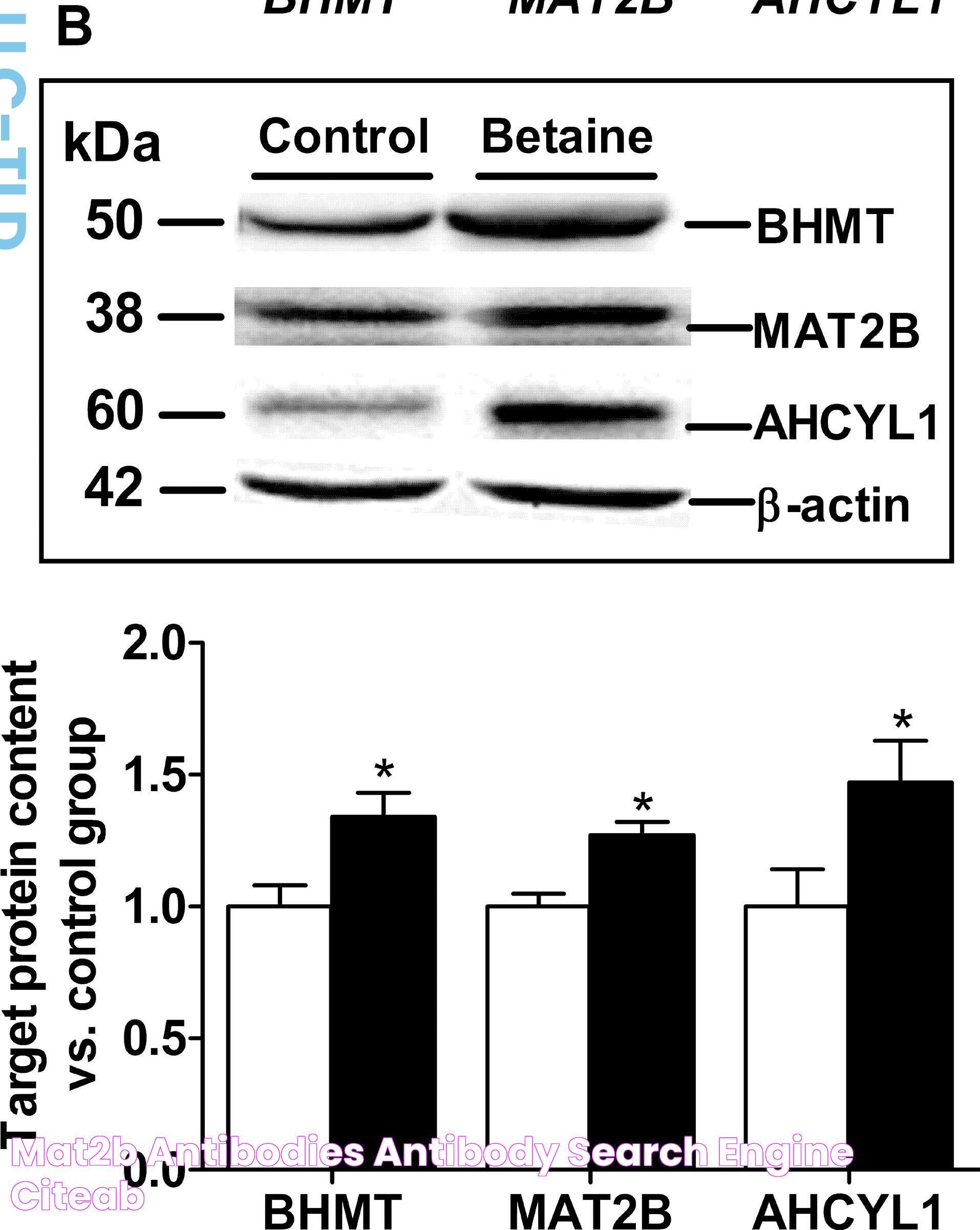 MAT2B antibodies Antibody search engine CiteAb