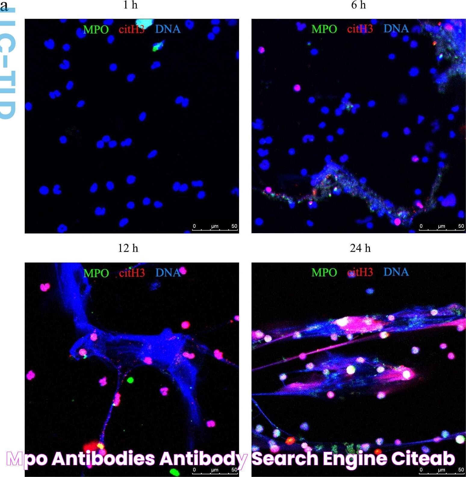 MPO antibodies Antibody search engine CiteAb