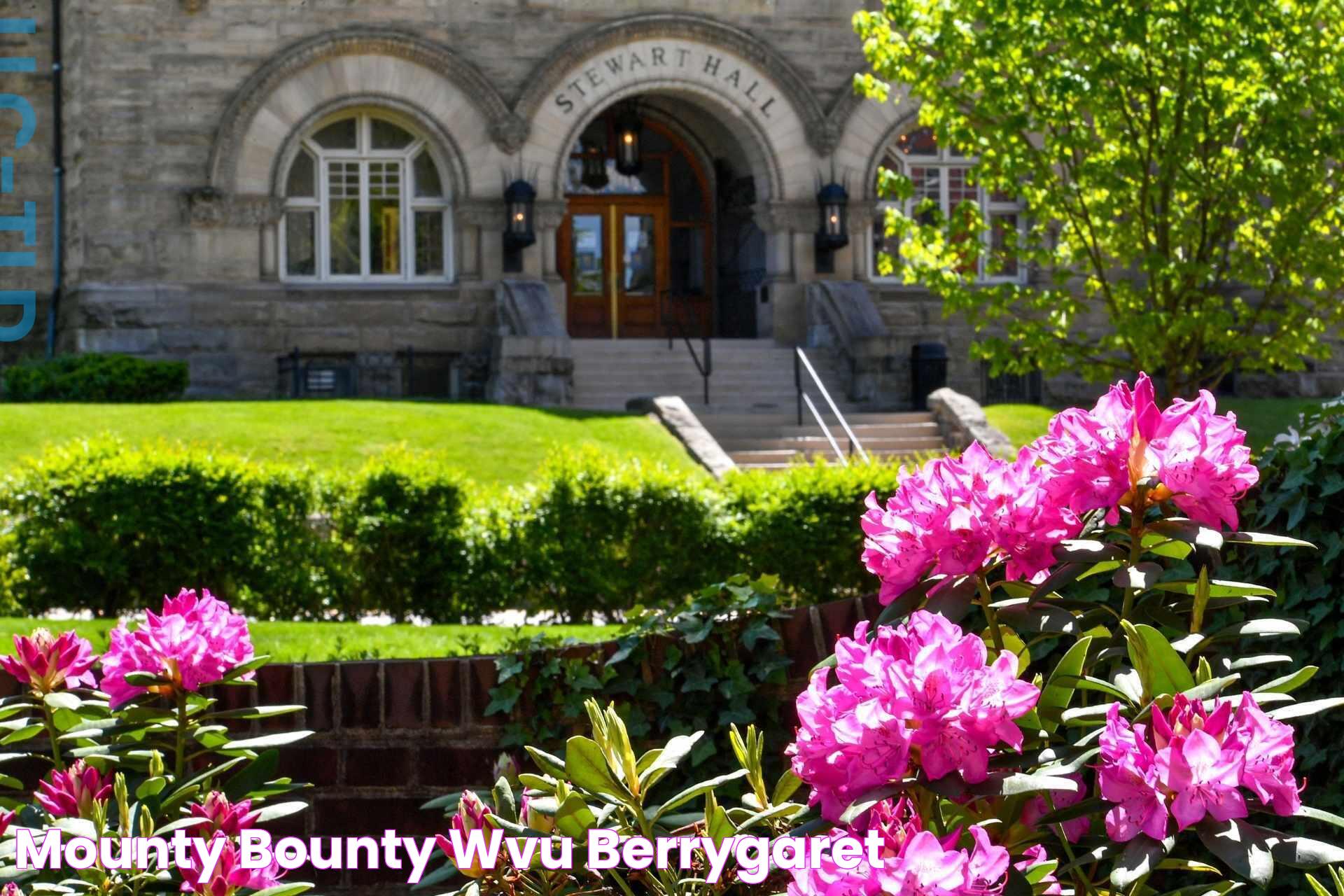 Mounty bounty wvu berrygaret