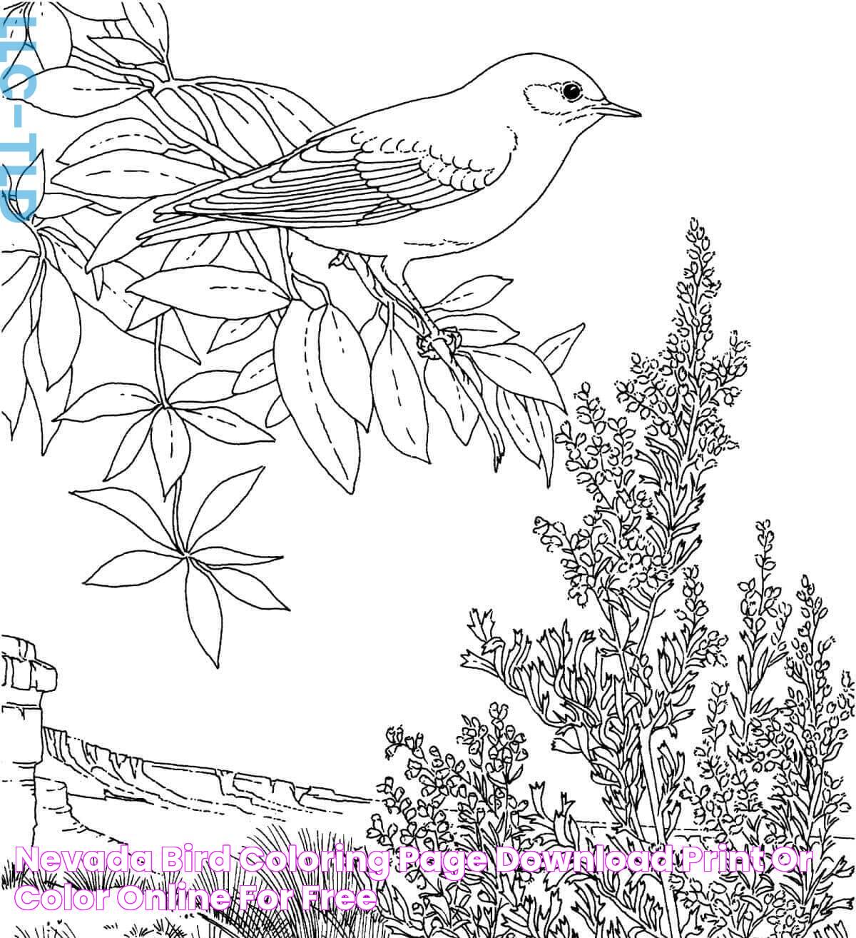 Nevada Bird coloring page Download, Print or Color Online for Free