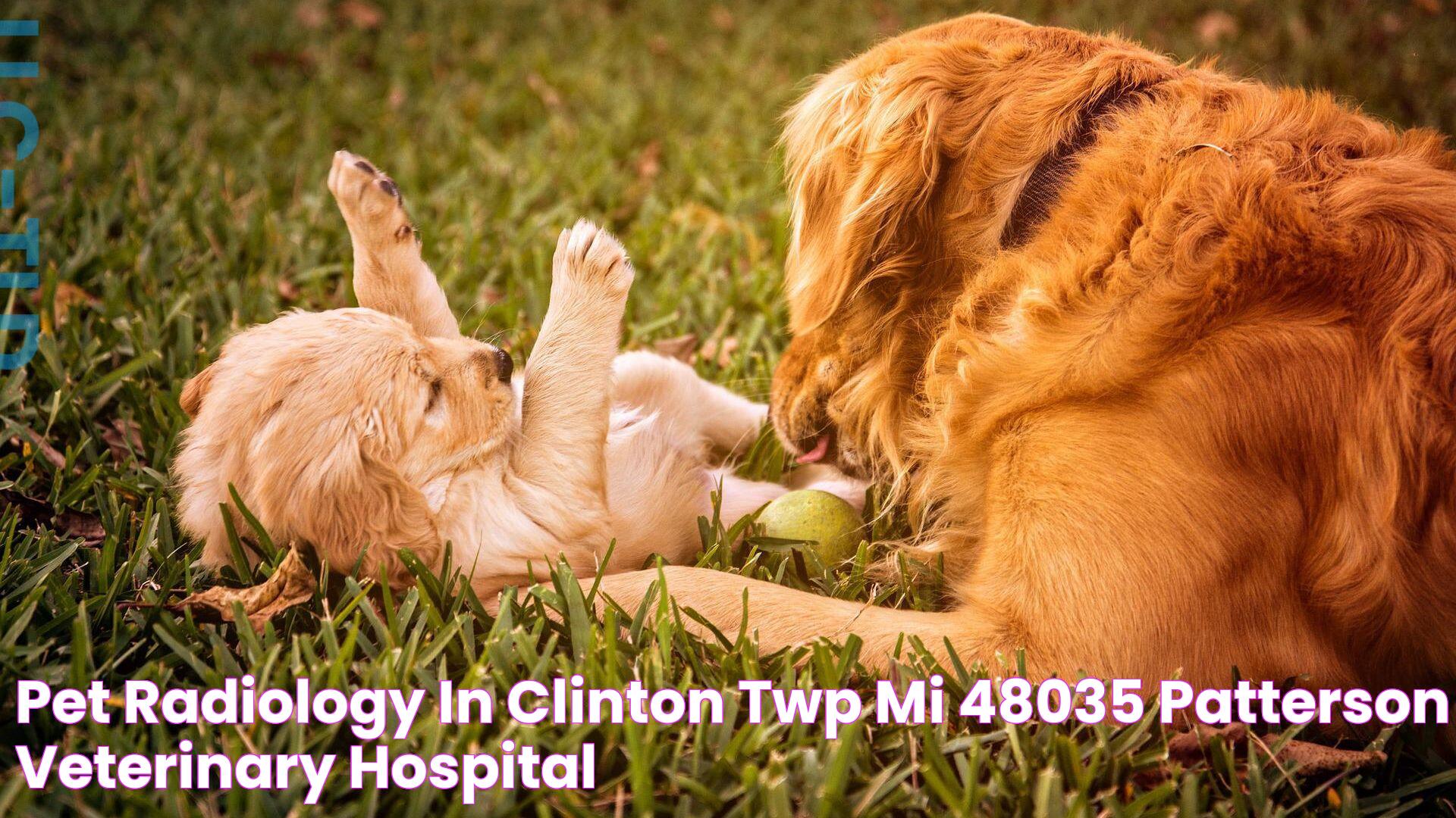 Pet Radiology In Clinton Twp, MI 48035 Patterson Veterinary Hospital