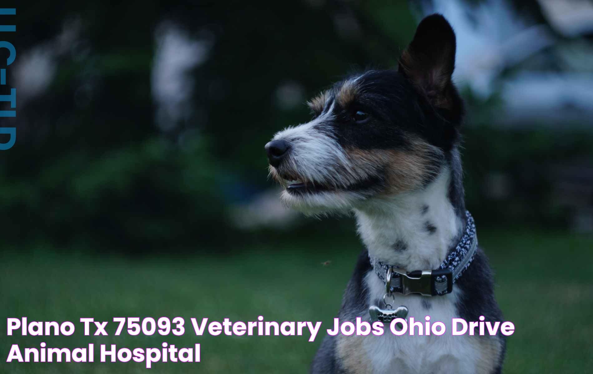 Plano, TX 75093 Veterinary Jobs Ohio Drive Animal Hospital