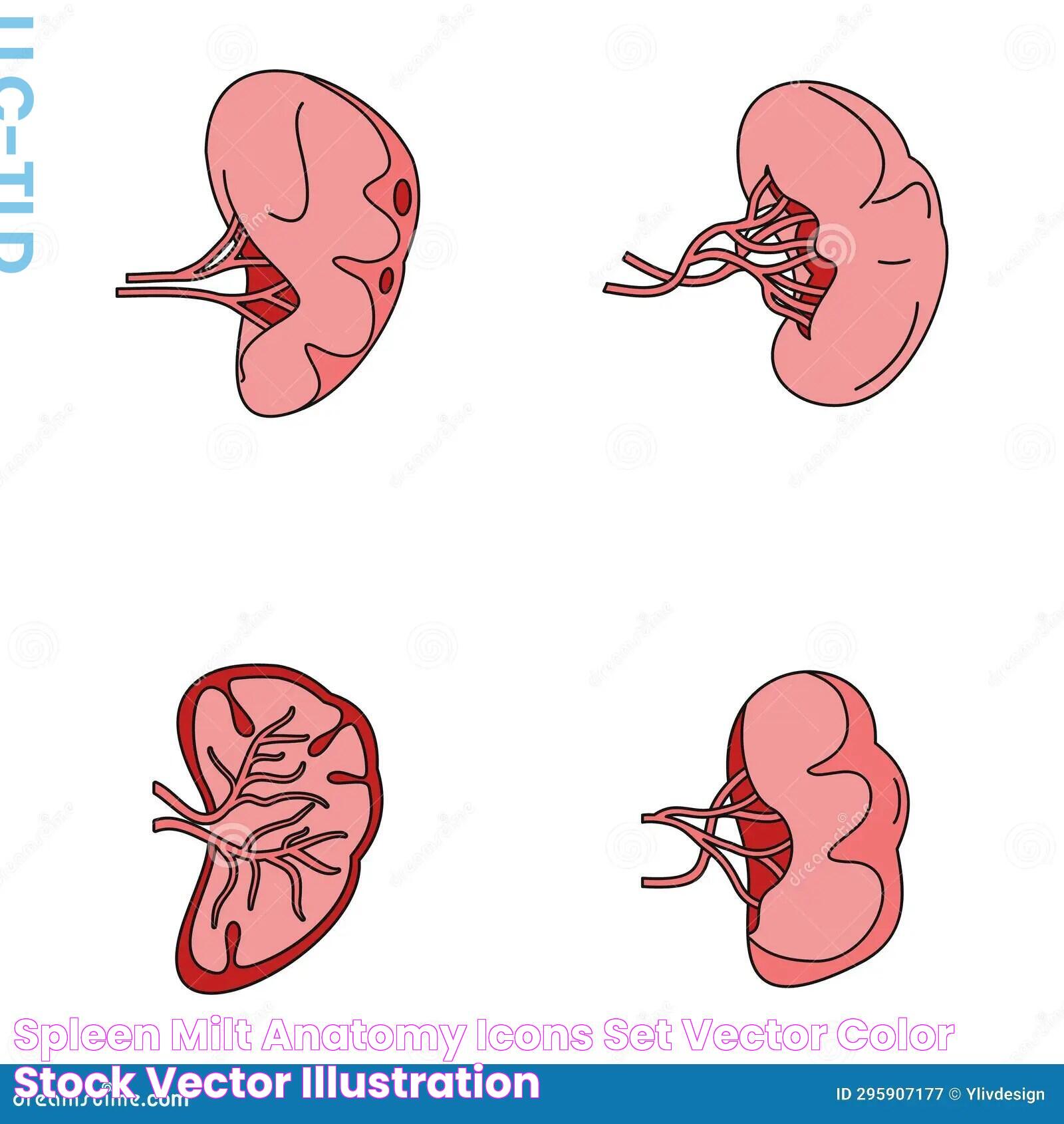 Spleen Milt Anatomy Icons Set Vector Color Stock Vector Illustration